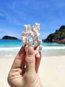 Eine formschöne versteinerte Koralle am Strand.
