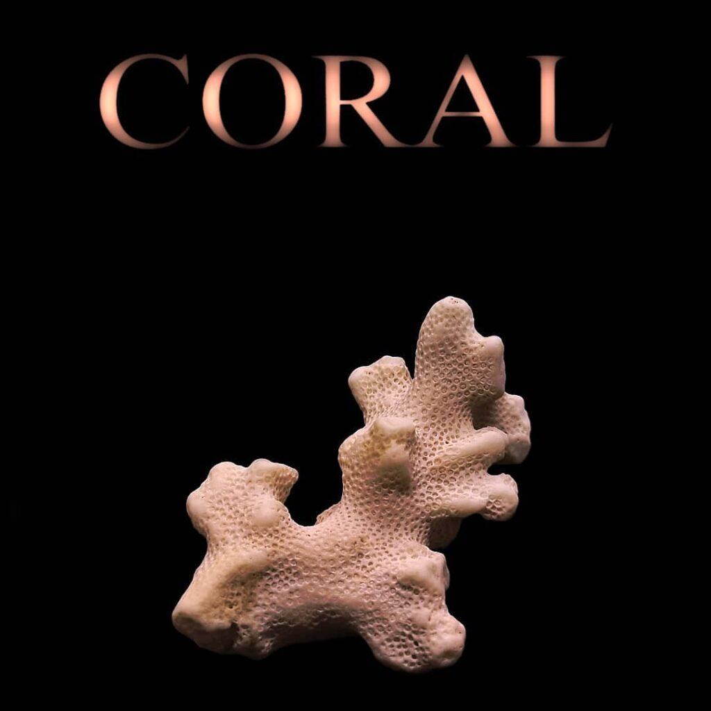 Fossiles Korallenstück in weiß/pinker Farbgebung auf schwarzem Hintergrund. Die Überschrift des Bildes lautet "CORAL"