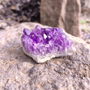Eine Amethyst Stufe in der Natur. Die intensiv violetten Kristalle schimmern durch das Sonnenlicht.