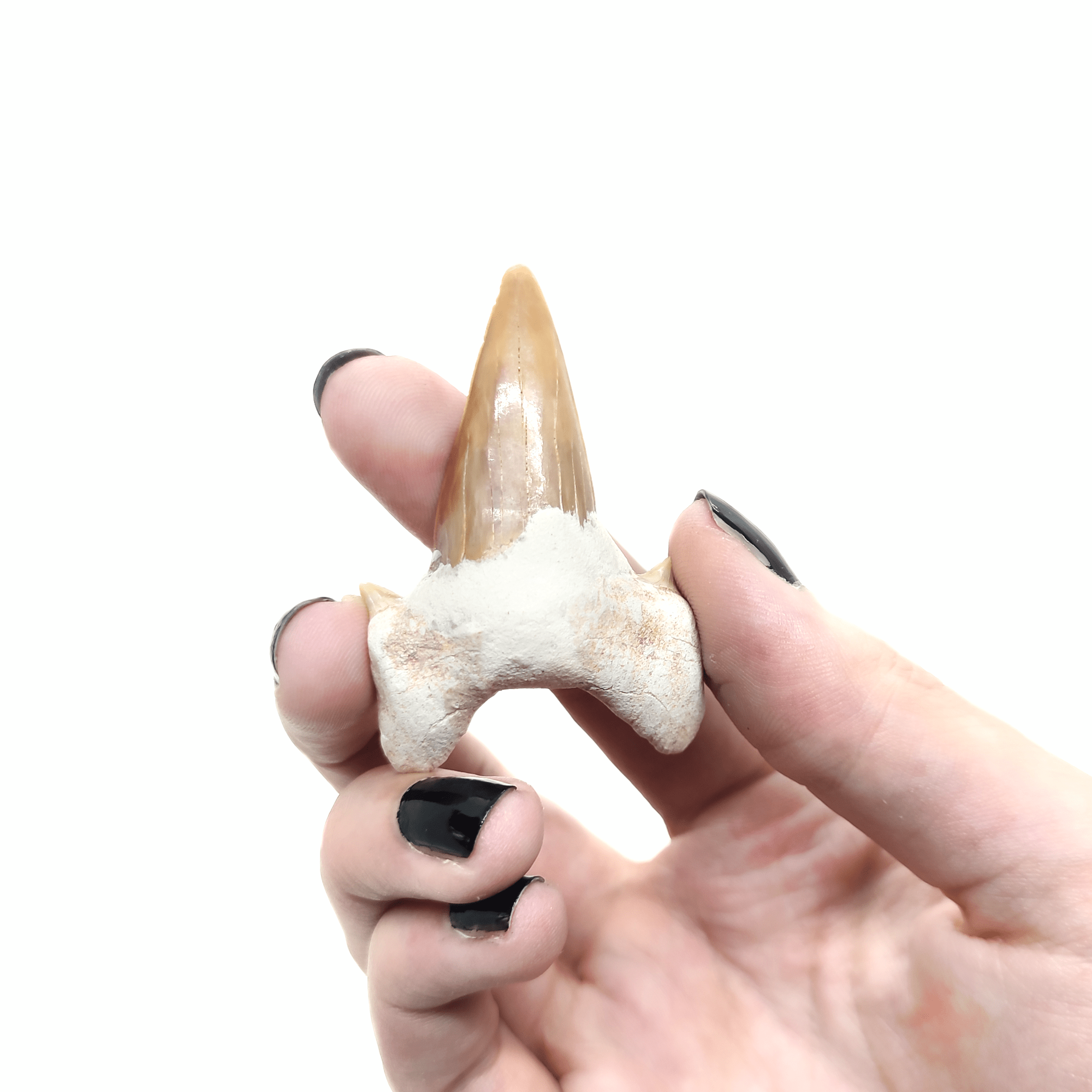 Ein großer fossiler Haizahn, welcher zur Veranschaulichung der Größe von einer Hand gehalten wird.