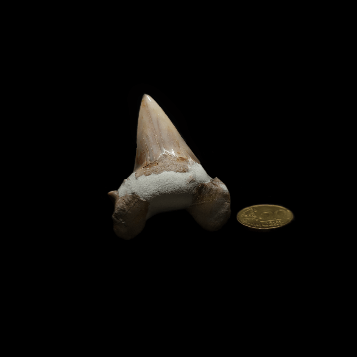 Fossiler Haizahn neben 20 Cent Münze zum Größenvergleich auf schwarzem Hintergrund