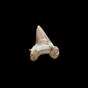Millionen Jahre alter Fossiler Haizahn eines Urzeit-Hais.