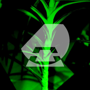 firstonthesun Marken-Logo auf einem Bild mit Green Sun Effekt.