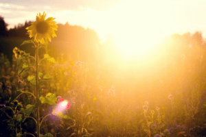 Hell strahlendes Sonnenlicht, welches ein Feld beleuchtet. Zu sehen ist zudem eine Sonnenblume, welche nach diesem Planeten benannt wurde.