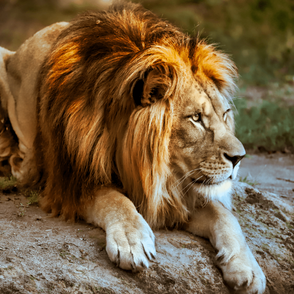 Bild eines Löwen mit ausgeprägter Mähne. Symbolbild für das gleichnamige Sternzeichen Löwe.