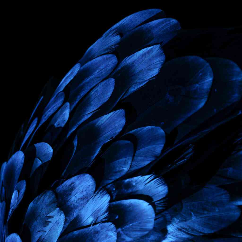 Blaue Papageienfedern. Symbolbild für die Bedeutung der Farbe Blau.