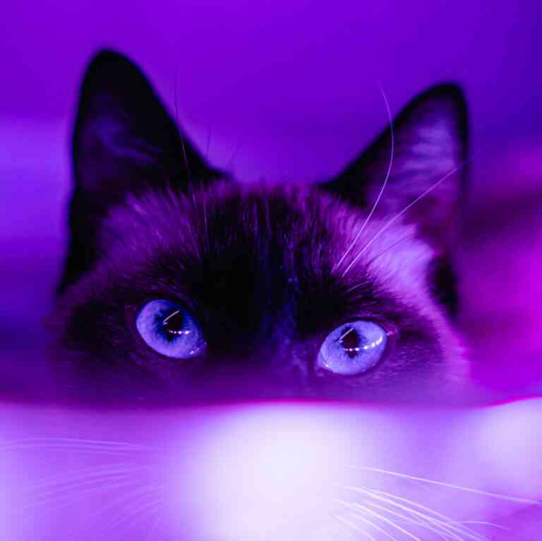 Katze in mystischem violetten Licht. Symbolbild für die Farbe Lila.