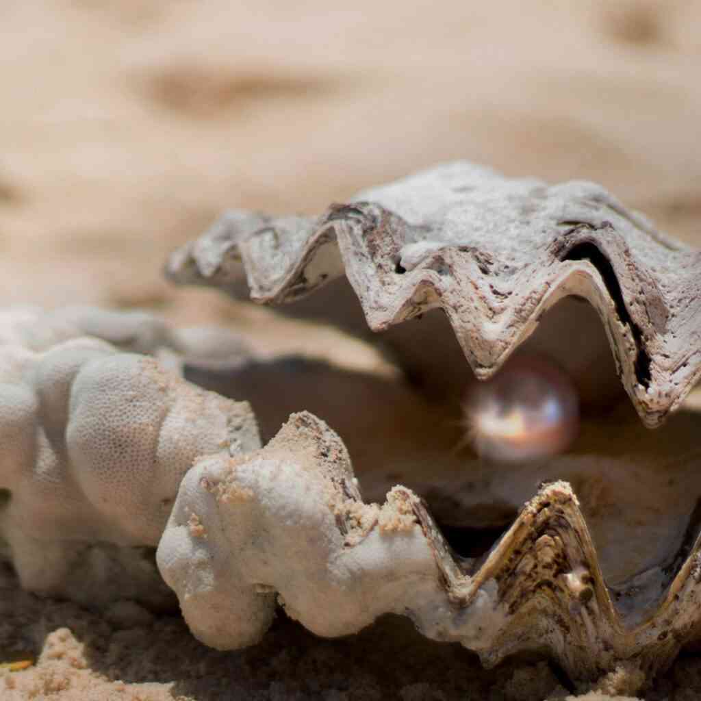 Eine strahlende natürliche Perle in einer Muschel.