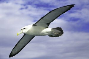Ein Albatros welcher mit ausgebreiteten Flügeln durch die Luft fliegt.