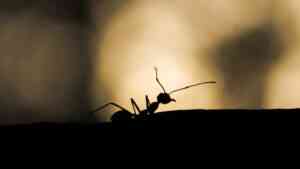 Silhouette einer Ameise. Symbolbild für das Krafttier Ameise.