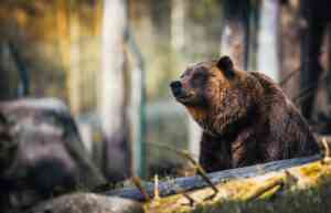 Aufnahme eines Bären in freier Wildbahn. Symbolbild für das Krafttier Bär.