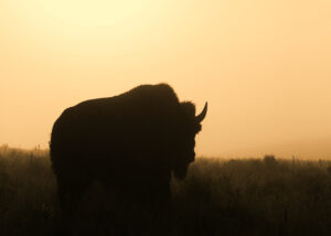 Silhouette eines Bisons im goldenen Sonnenuntergang. Symbolbild für das Krafttier Bison.