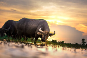 Ein Büffel welcher mit seiner Herde im Sonnenuntergang grast.