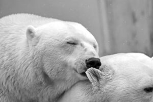 Zwei Eisbären in der Nahaufnahme. Symbolbild für das Krafttier Polarbär.