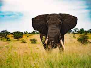 Ein Elefant in freier Wildbahn. Symbolbild für das Krafttier Elefant.