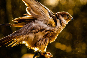 Ein Falke welcher sich auf den Abflug vorbereitet. Symbolbild Krafttier Falke.