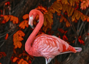 Ein Flamingo Vogel in der Nahaufnahme. Symbolbild Krafttier Flamingo.