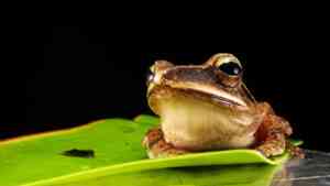 Ein brauner Frosch auf einem Blatt. Symbolbild für das Krafttier Frosch.