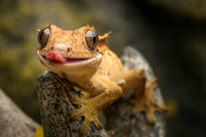 Ein gelber Gecko in der Nahaufnahme. Symbolbild schamanistisches Krafttier Gecko.