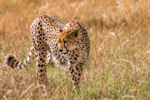Ein Gepard in der Savanne. Symbolbild für das Krafttier Gepard.