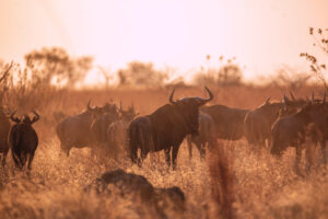 Eine Herde Gnus im Sonnenuntergang. Symbolbild Krafttier Gnu.