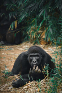 Ein Gorilla im Dschungel. Symbolbild Krafttier Gorilla.