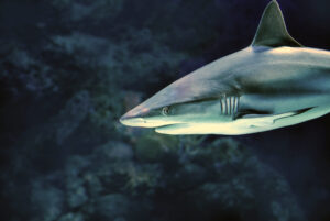Ein Hai in der Nahaufnahme. Symbolbild für das Krafttier Hai.