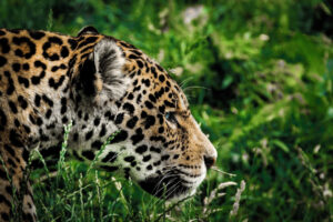 Ein Jaguar im Dschungel. Symbolbild Seelentier Jaguar.
