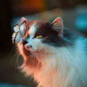 Eine Katze in Nahaufnahme mit Schmetterling auf der Nase. Symbolbild Krafttier Katze.