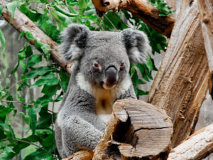 Ein Koala auf einem Baum. Symbolbild Seelentier Koala.