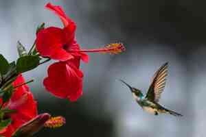 Ein Kolibri im Flug zu einer Hibiskusblüte. Symbolbild für das Krafttier Kolibri.