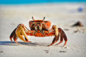 Eine Krabbe am Strand. Symbolbild für das Totemtier Krebs.