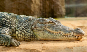 Ein Krokodil in der Nahaufnahme. Symbolbild schamanistisches Totemtier Krokodil.