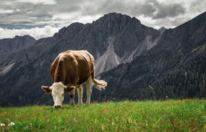 Eine Kuh in den Alpen. Symboldbild schamanistisches Totemtier Kuh.