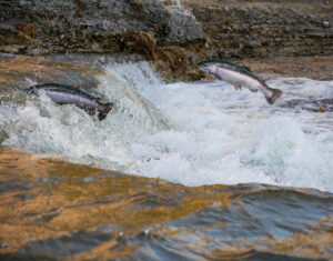 Zwei Lachse welche im Fluss springen. Symbolbild Krafttier Lachs.