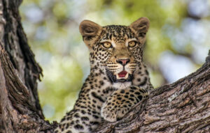 Ein Leopard auf einem Baum. Symbolbild Seelentier Leopard.
