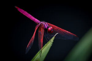Violette Libelle in der Nahaufnahme. Symbolbild Krafttier Dragonfly.
