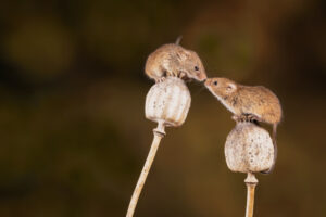 Zwei kleine Mäuse welche auf den Knospen einer Mohnpflanze sitzen.