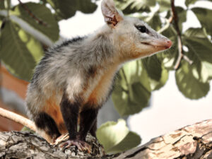 Ein Opossum auf einem Baum. Symbolbild Krafttier Opossum.