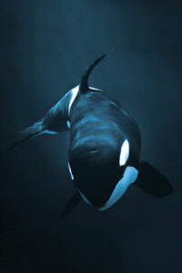 Ein Orca im Ozean. Symbolbild für das Totemtier Wal & Orca.