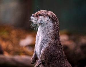 Nahaufnahme eines Otters. Symbolbild für das Totemtier Otter.
