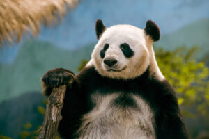 Panda in der Natur. Symbolbild für das Krafttier Panda.