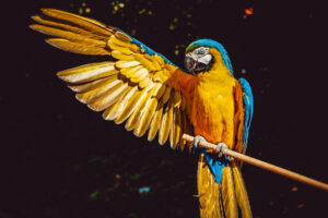 Ein Papagei mit ausgebreitetem Flügel. Symbolbild für das Totemtier Papagei.