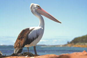 Ein Pelikan an der Küste. Symbolbild für das Totemtier Pelikan.