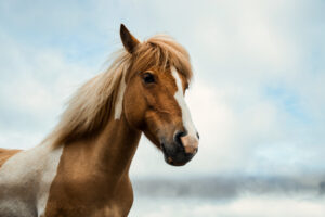 Ein Pferd mit brauner Mähne. Symbolbild für das Seelentier Pferd.