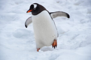 Ein Pinguin im Schnee. Symbolbild für das Totemtier Pinguin.