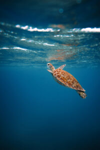 Eine Meeresschildkröte im Ozean. Symbolbild Krafttier Schildkröte.