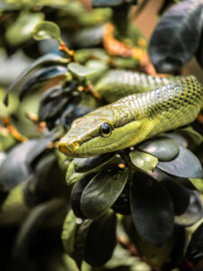 Eine grüne Schlange im Dschungel. Symbolbild für das Krafttier Schlange.
