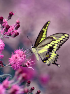 Ein bunter Schmetterling auf violetten Blüten. Symbolbild Seelentier Schmetterling.