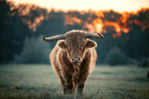 Ein Stier im Sonnenuntergang. Symbolbild für das Totemtier Stier.